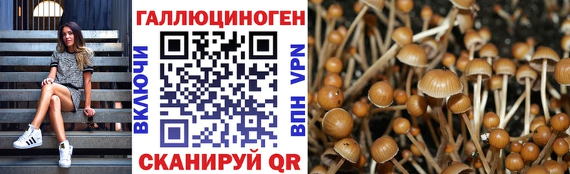 Галлюциногенные грибы Psilocybine cubensis Рыльск